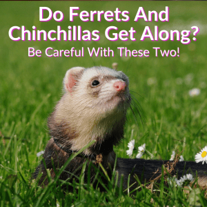 Do Ferrets And Chinchillas Get Along