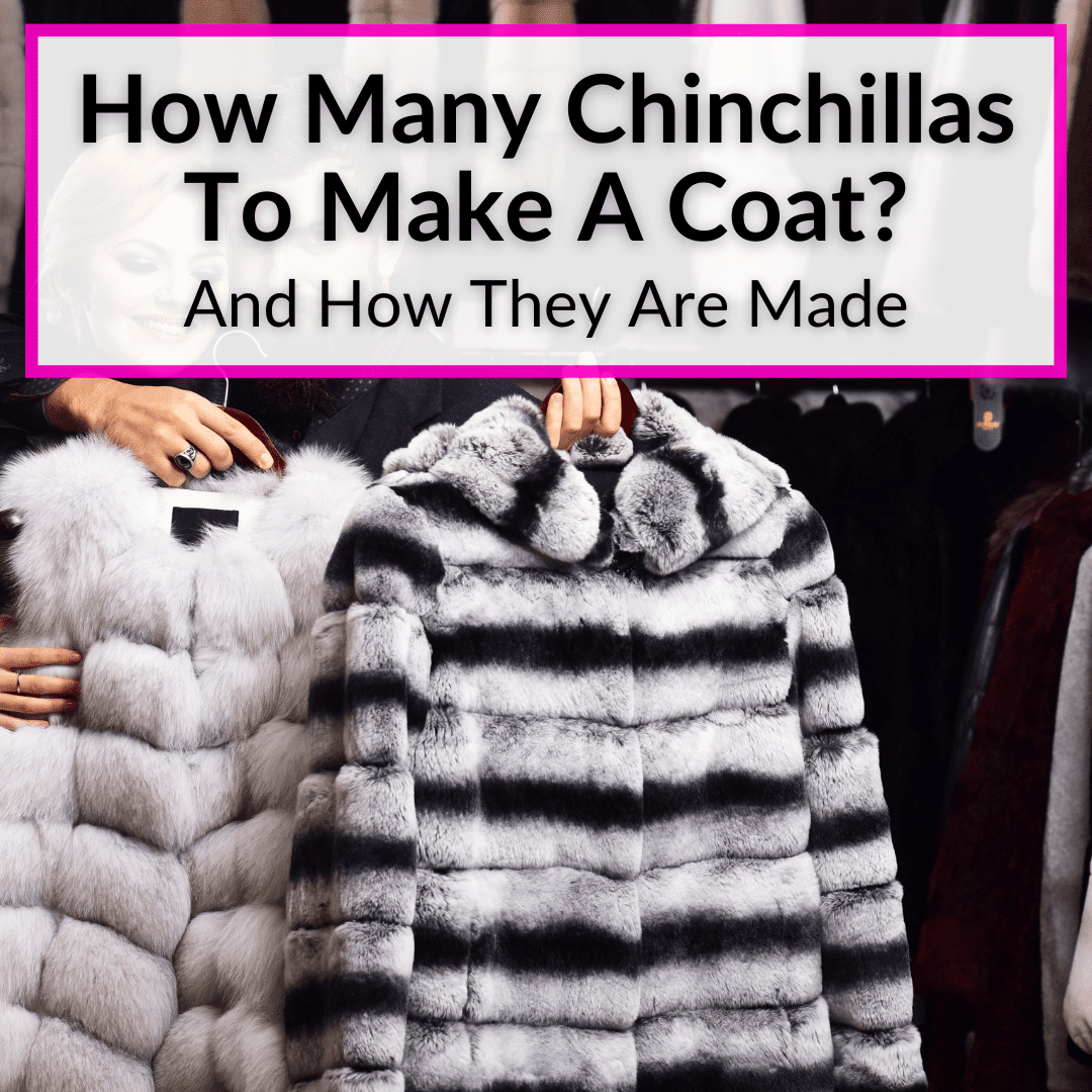How Many Chinchillas To Make A Coat