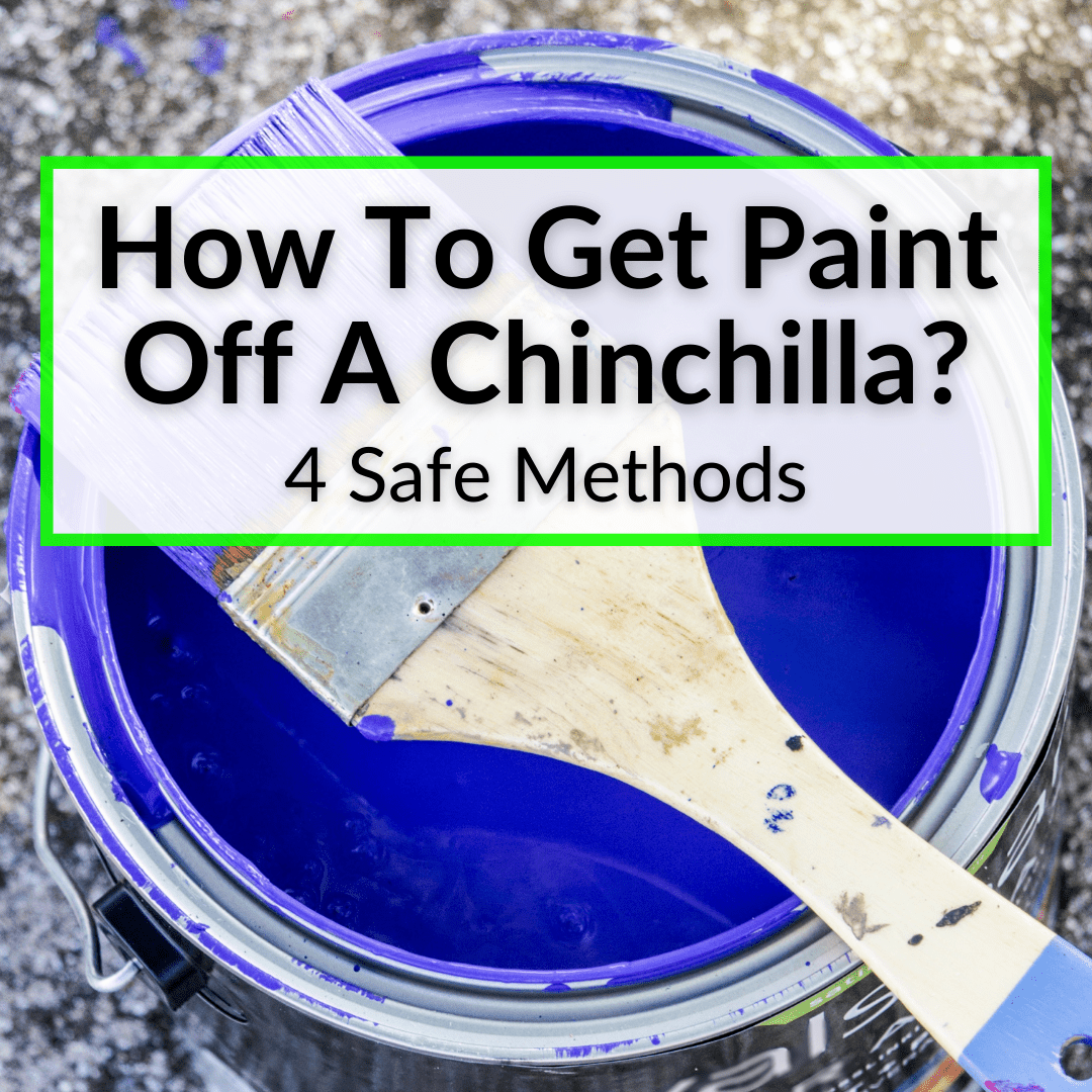 How To Get Paint Off A Chinchilla
