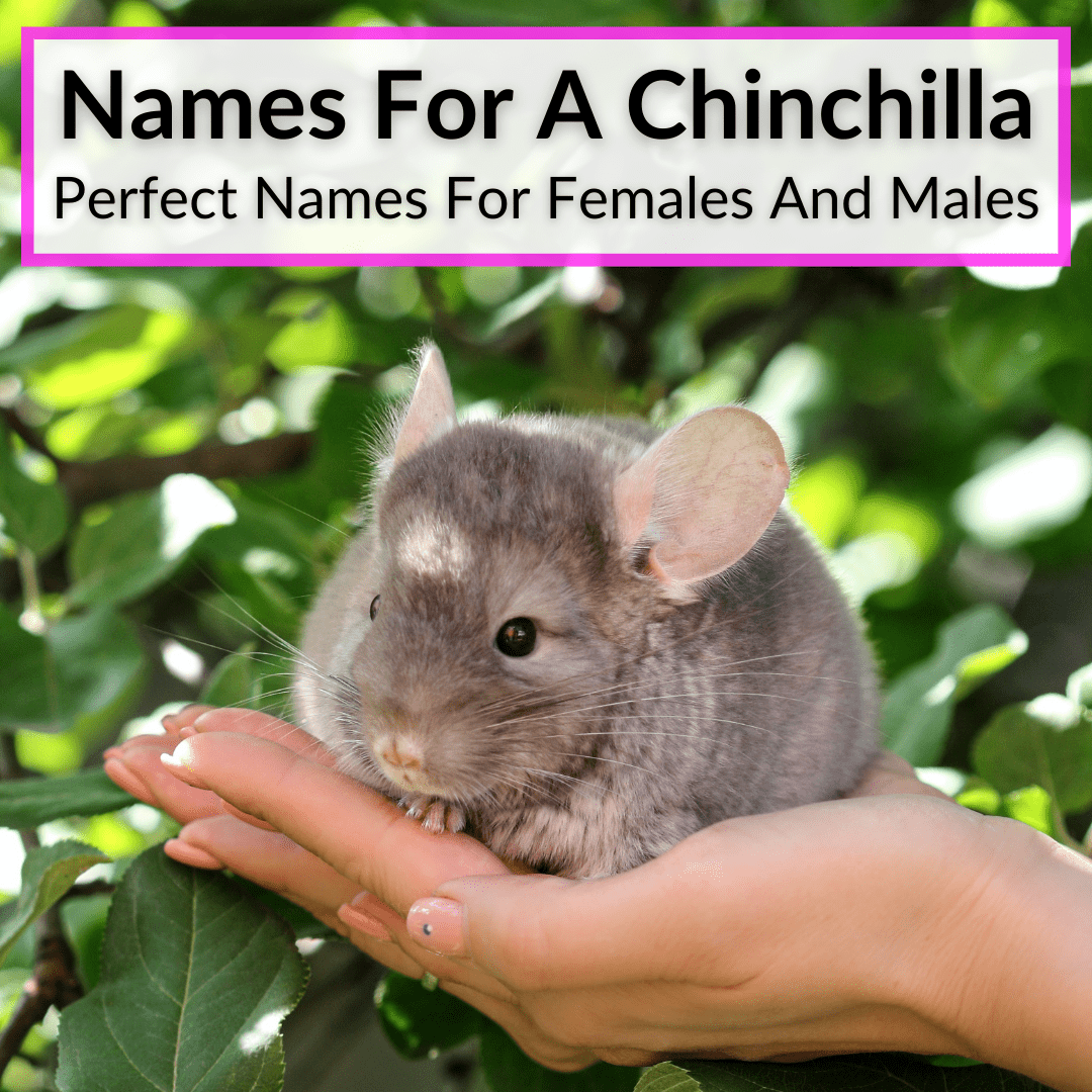 Names For A Chinchilla
