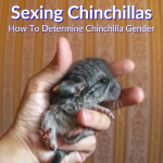 Sexing Chinchillas