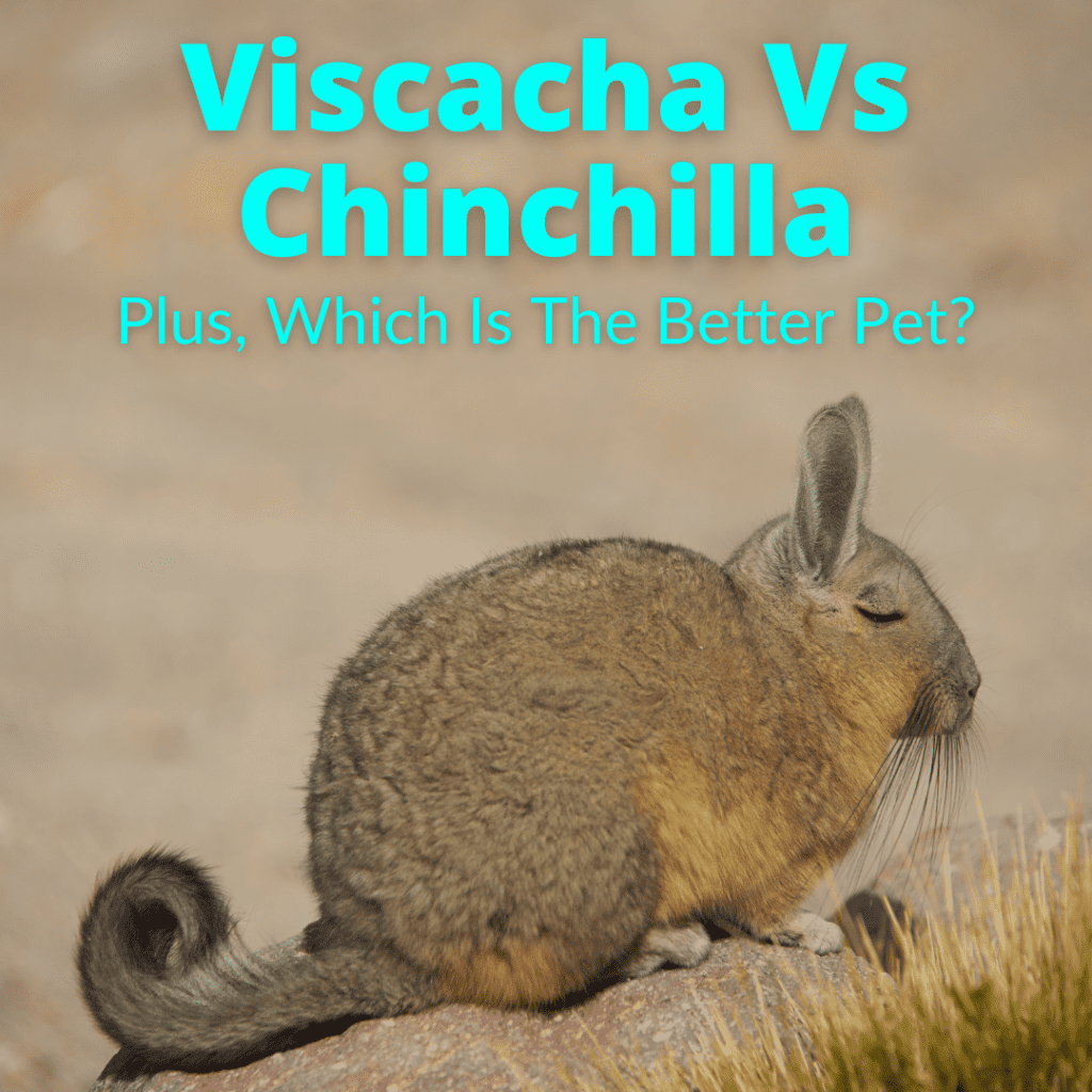 Viscacha Vs Chinchilla (+Which Is The Better Pet For You?)
