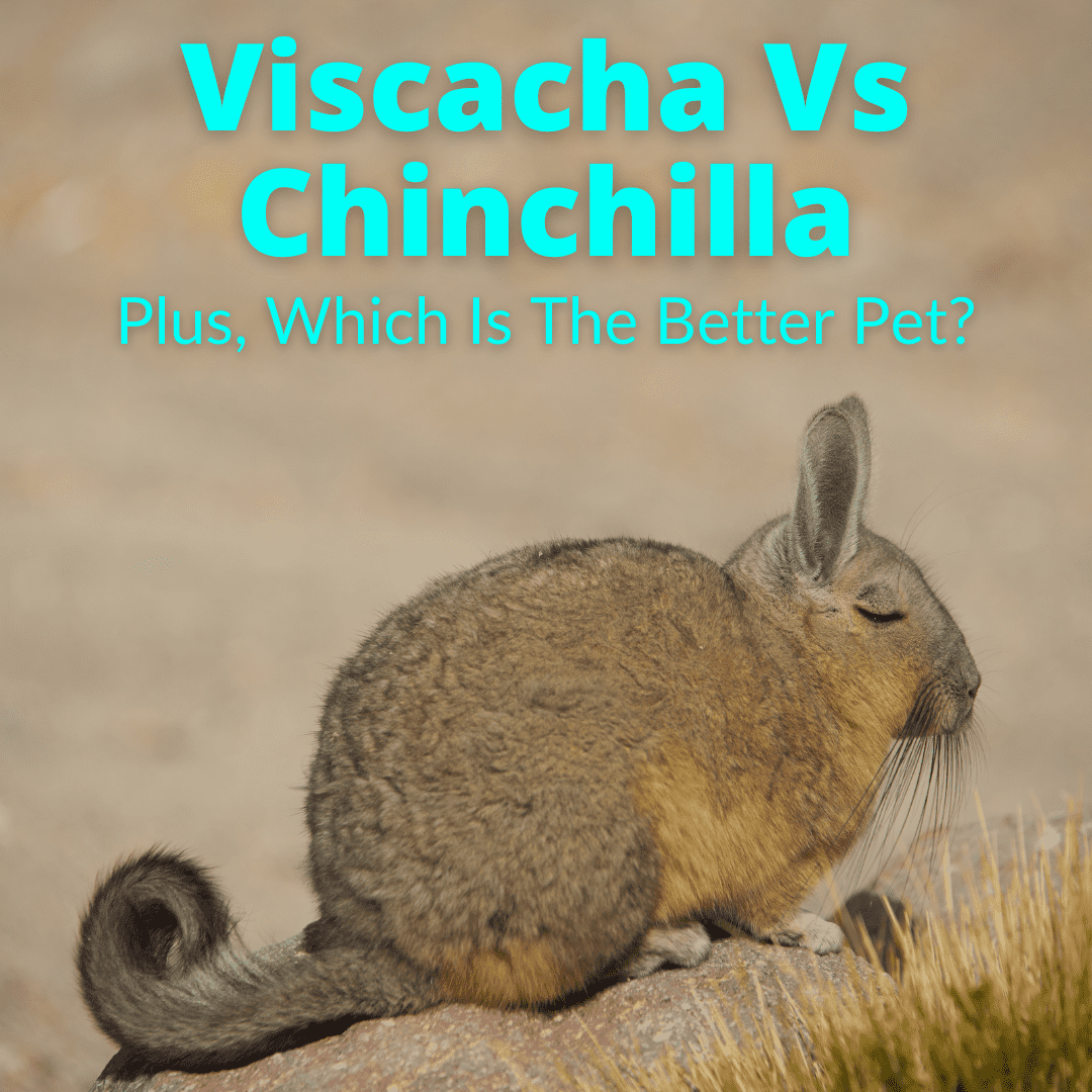 Viscacha Vs Chinchilla