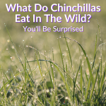 What Do Chinchillas Eat In The Wild