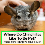 Where Do Chinchillas Like To Be Pet