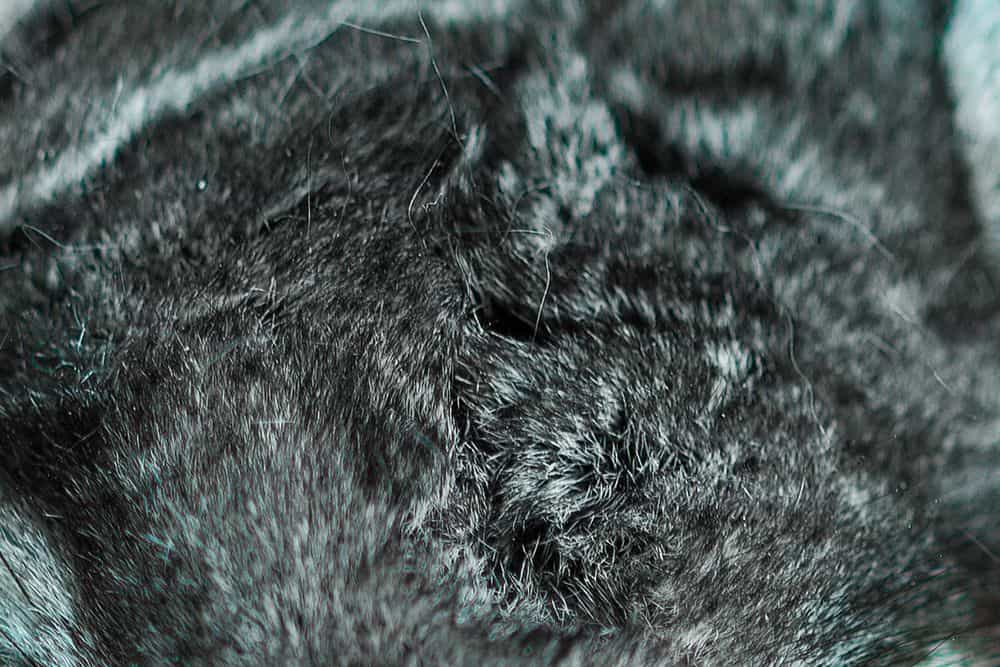 scratched chinchilla fur