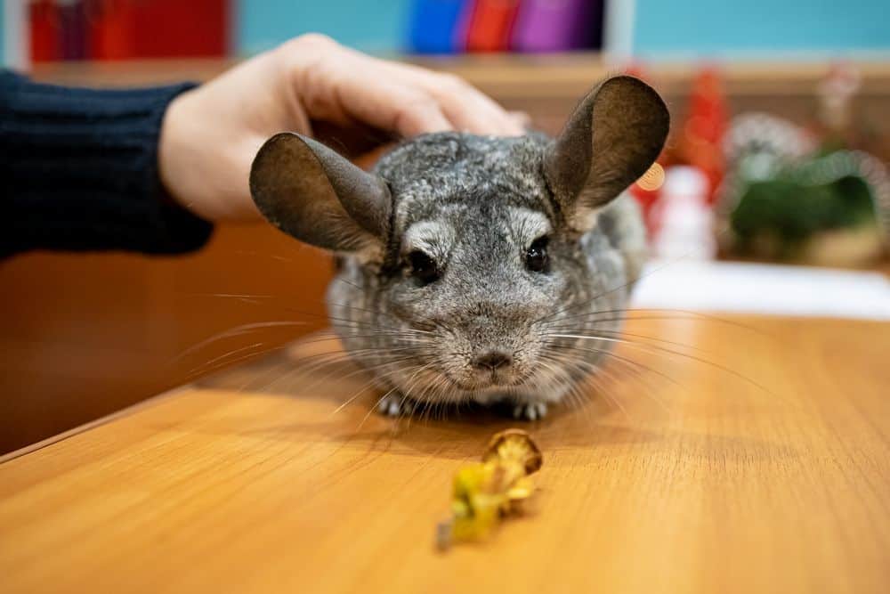 chinchilla likes being petted