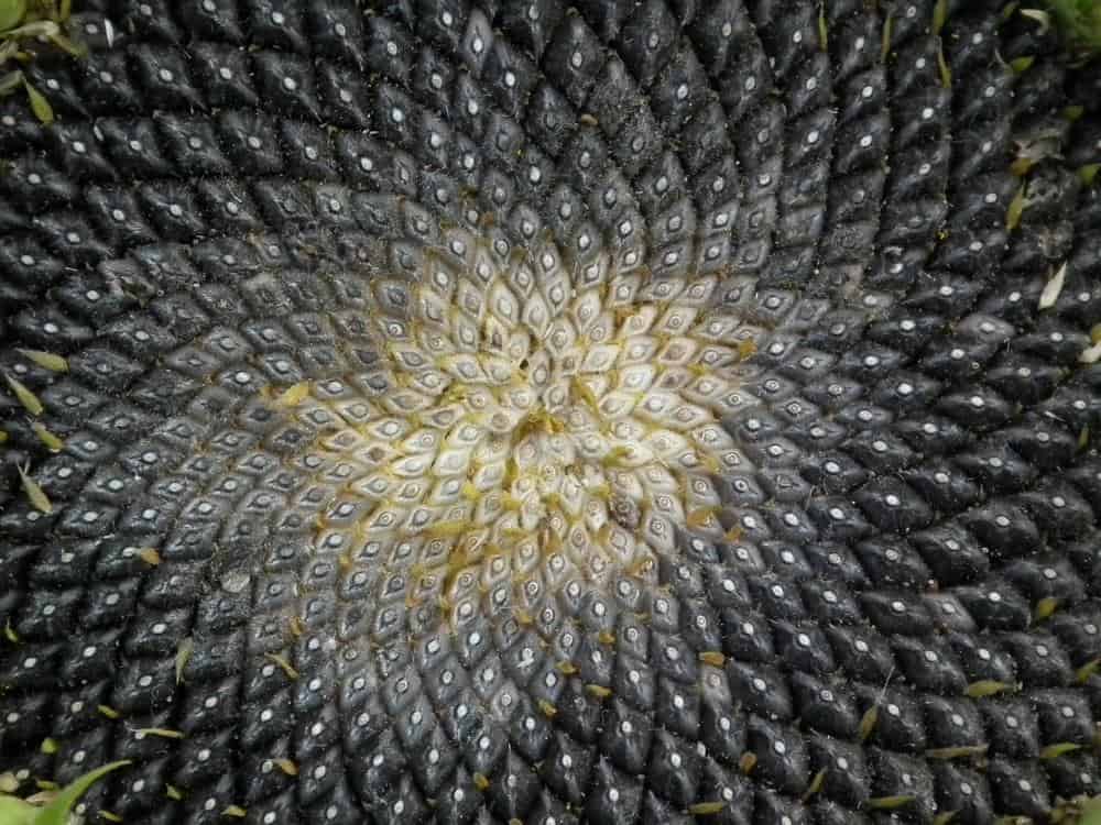 a sunflower full of seeds