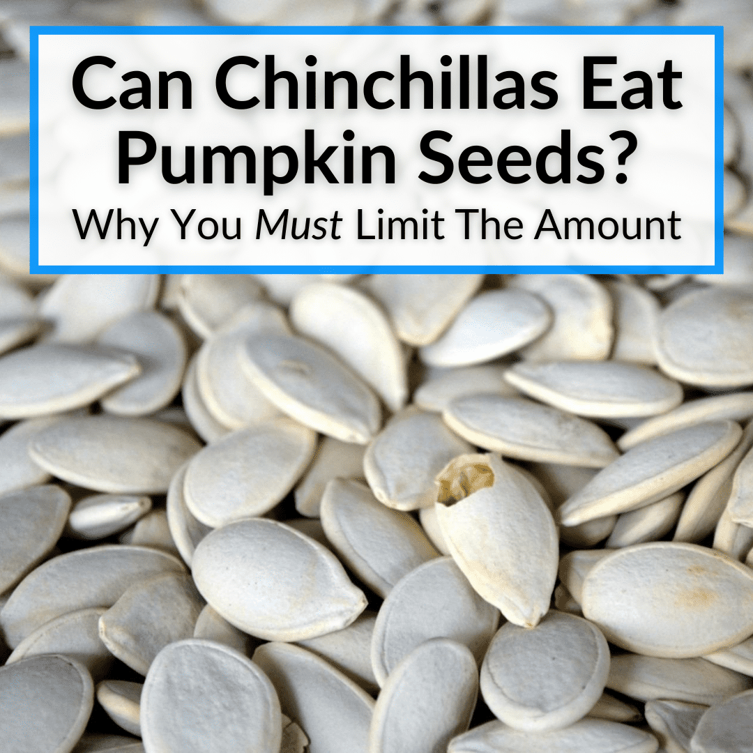 Can Chinchillas Eat Pumpkin Seeds