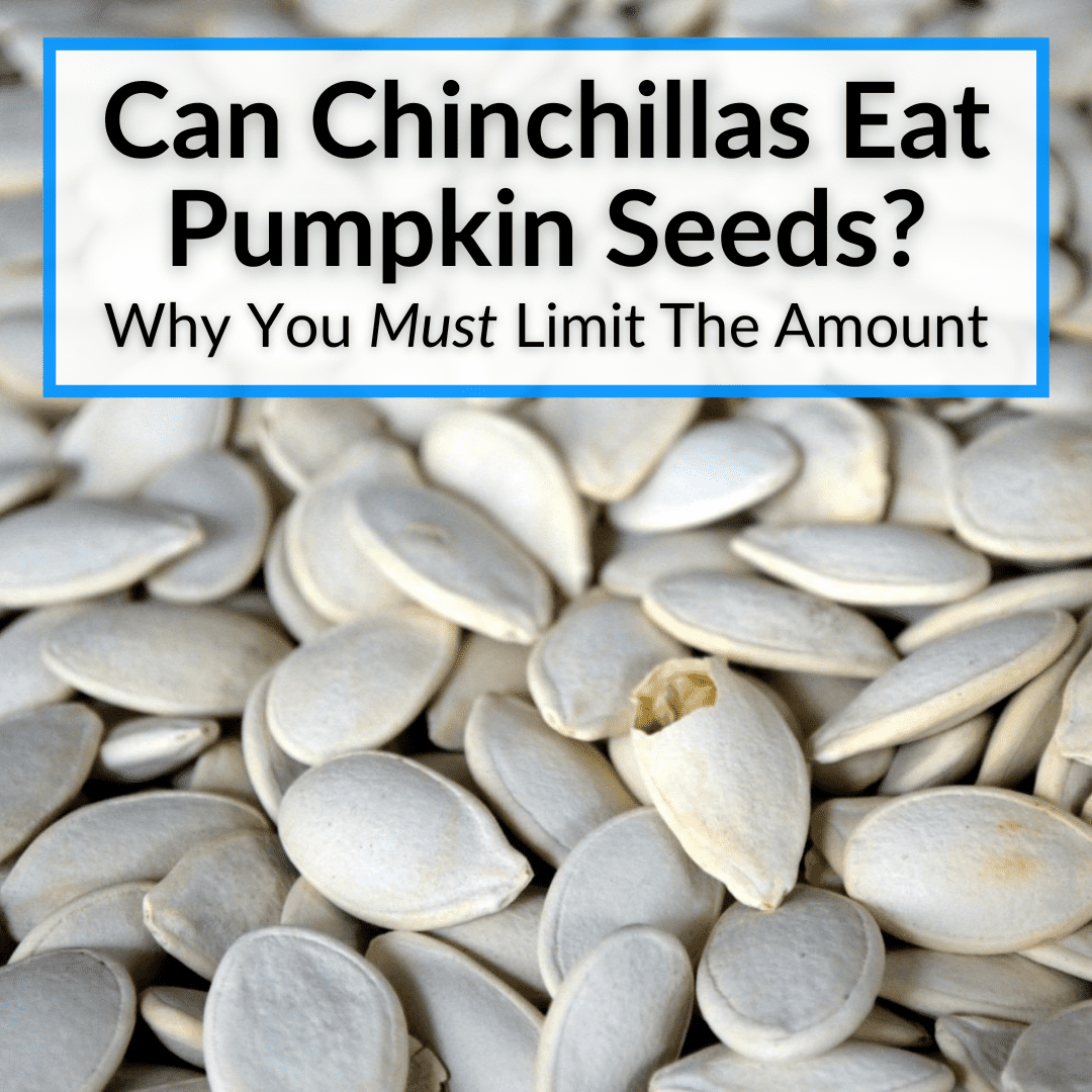 are cooked pumpkin seeds bad for dogs