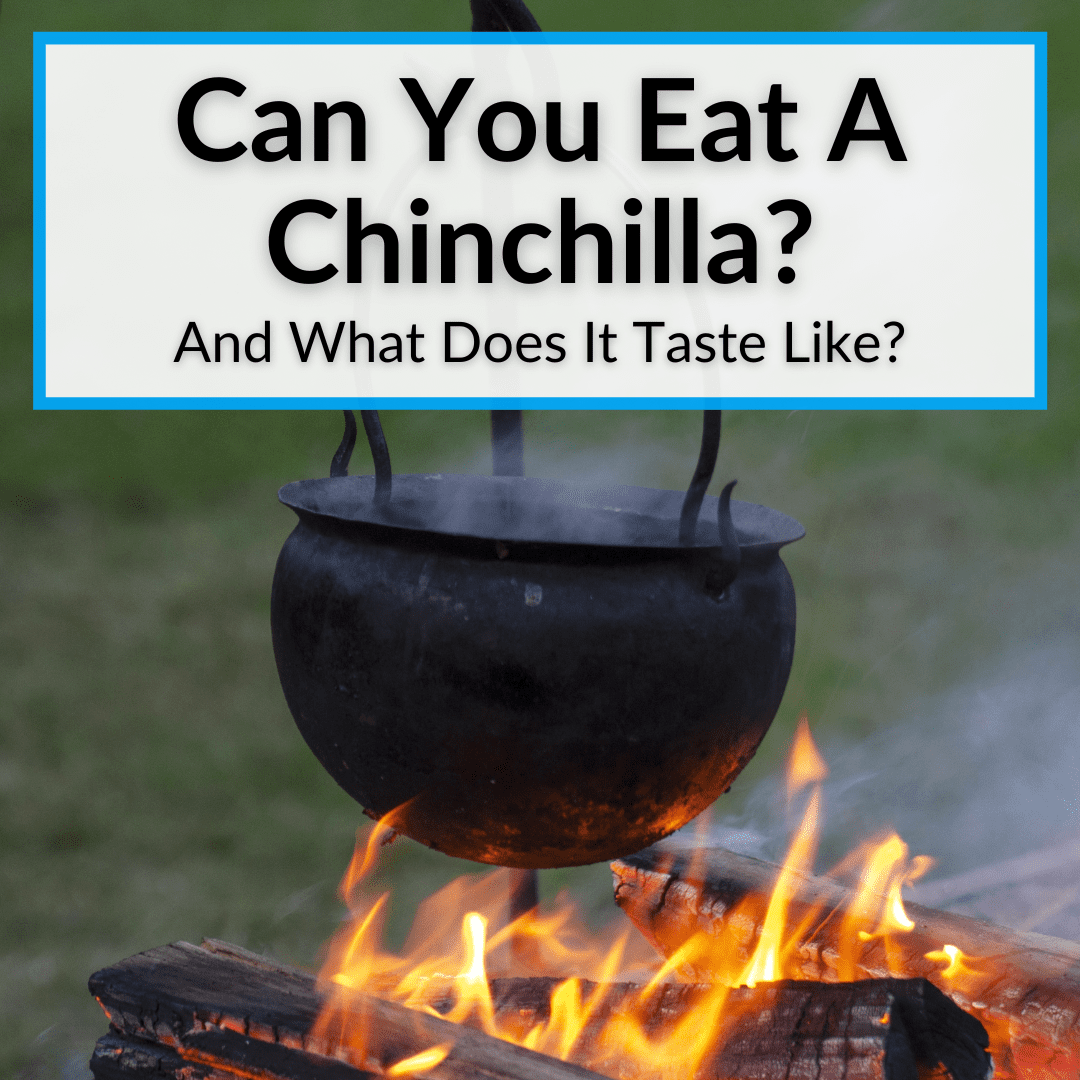 Can You Eat A Chinchilla