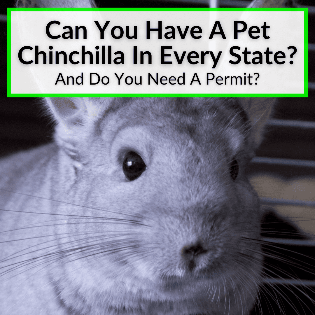 Can You Have A Pet Chinchilla