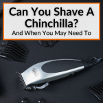 Can You Shave A Chinchilla