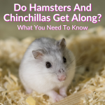 Do Hamsters And Chinchillas Get Along