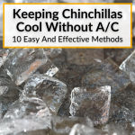Keeping Chinchillas Cool Without AC