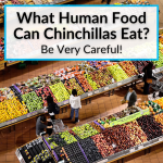 What Human Food Can Chinchillas Eat