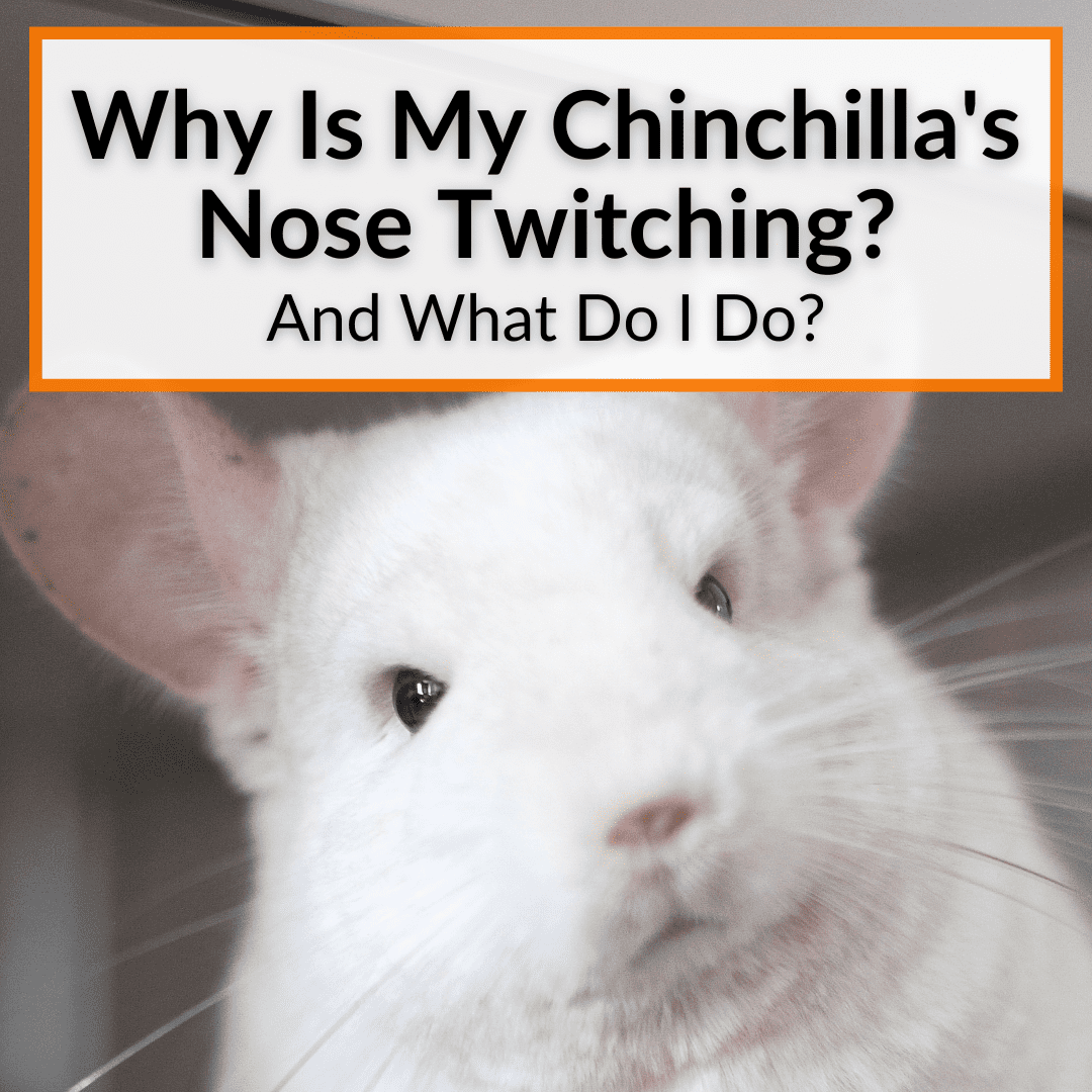 Why Is My Chinchillas Nose Twitching