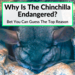 Why Is The Chinchilla Endangered