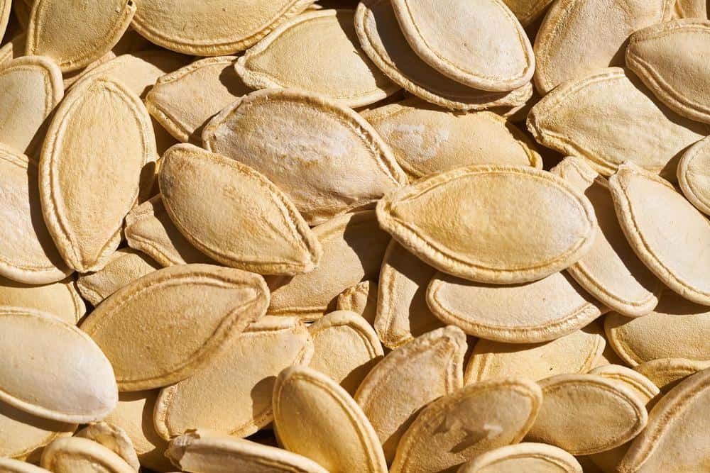 pumpkin seeds for chinchilla
