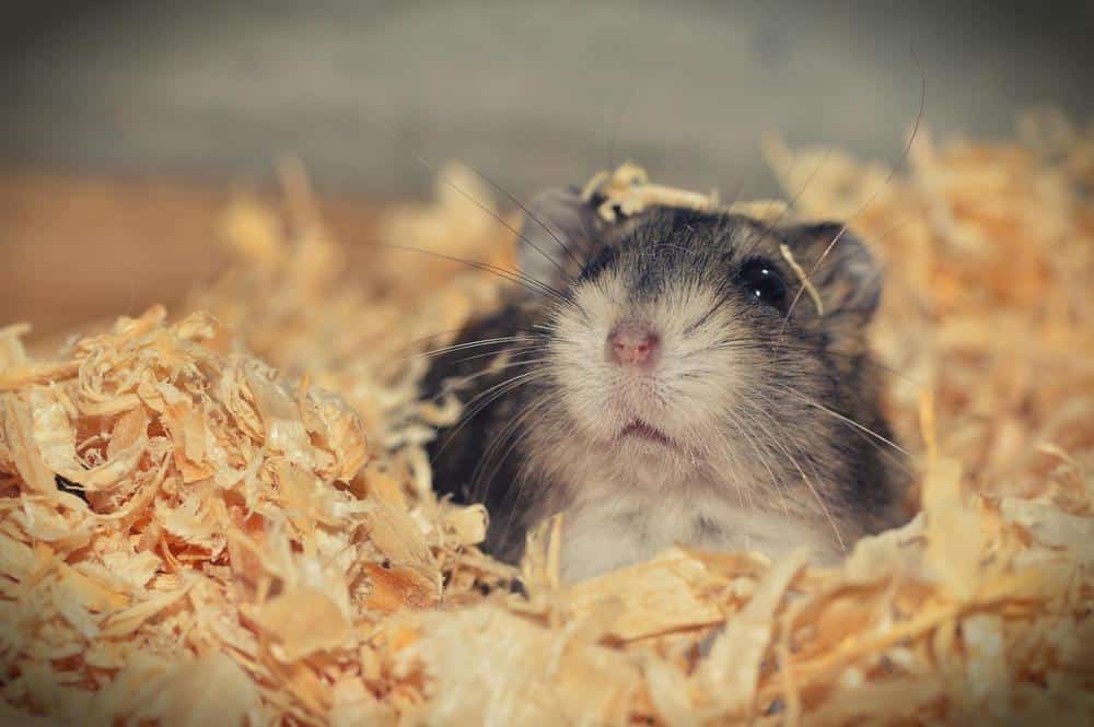 hamster burrowing