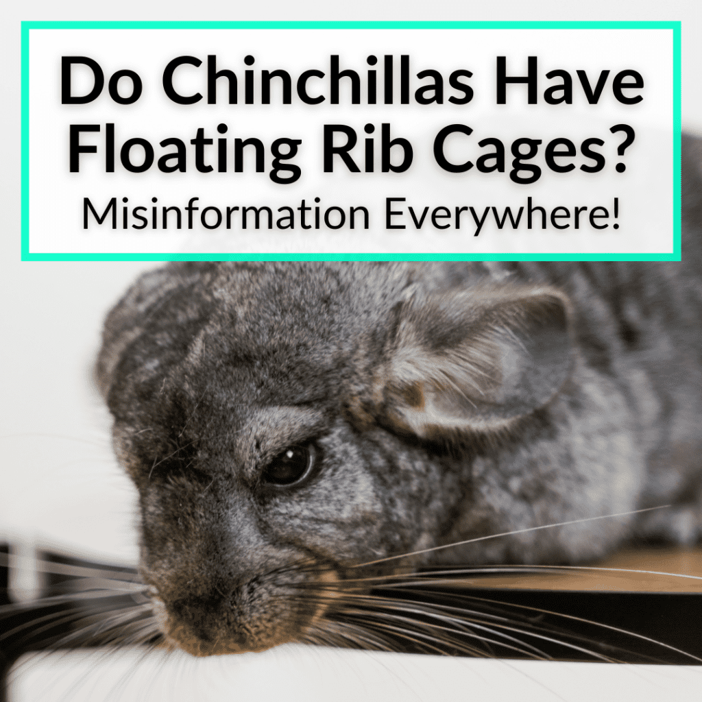 Do Chinchillas Have Floating Rib Cages Misinformation Everywhere do-chinchillas-have-floating-rib-cages-misinformation-everywhere