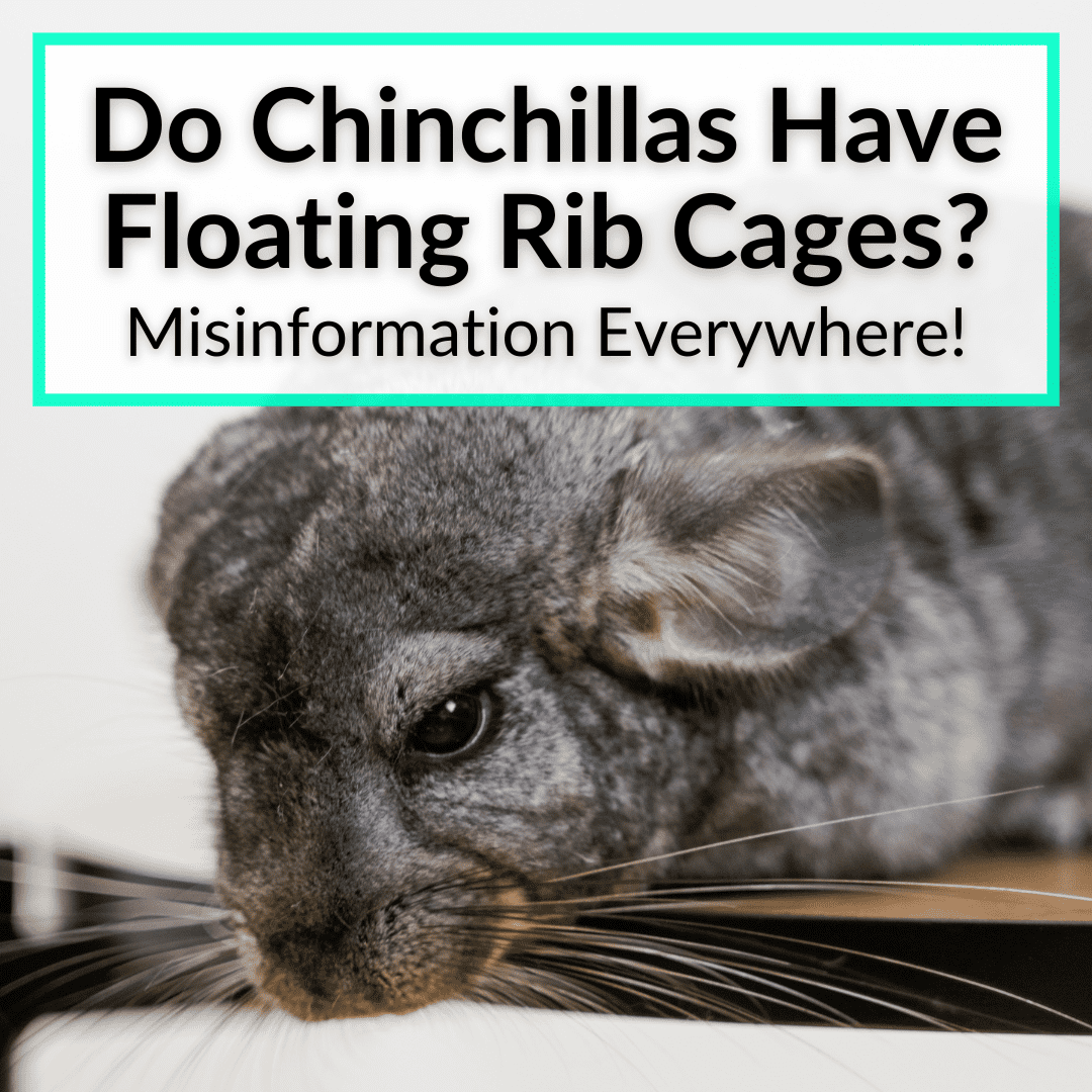 Do Chinchillas Have Floating Rib Cages