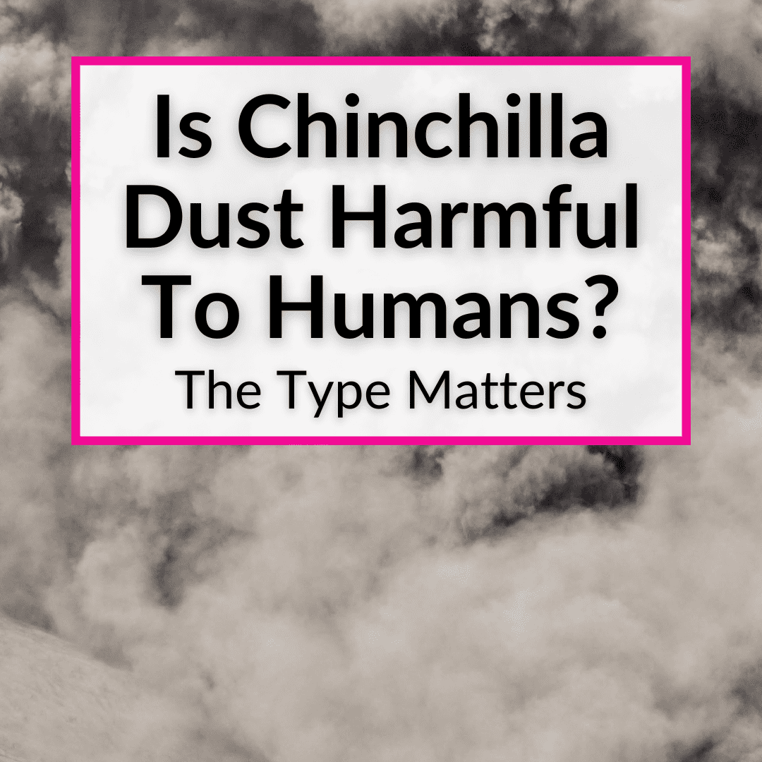 Is Chinchilla Dust Harmful To Humans