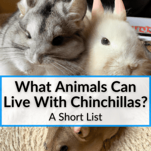 What Animals Can Live With Chinchillas