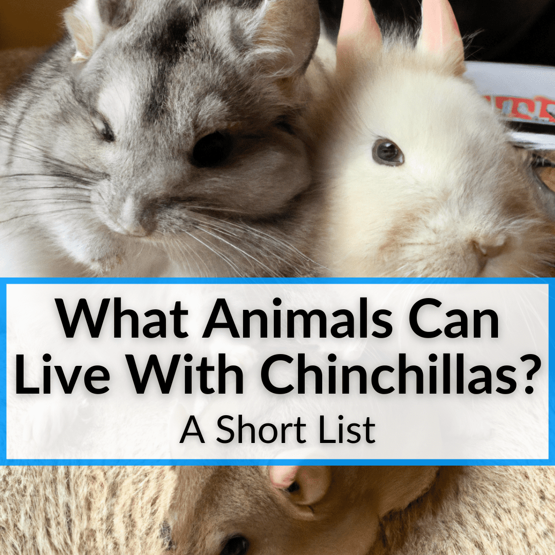 What Animals Can Live With Chinchillas? (A Very Short List)