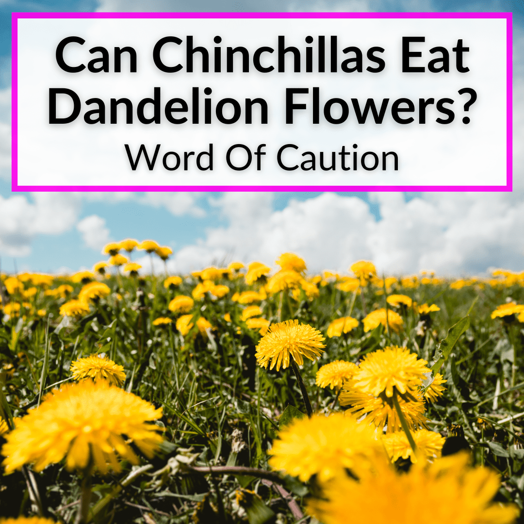 Can Chinchillas Eat Dandelion Flowers