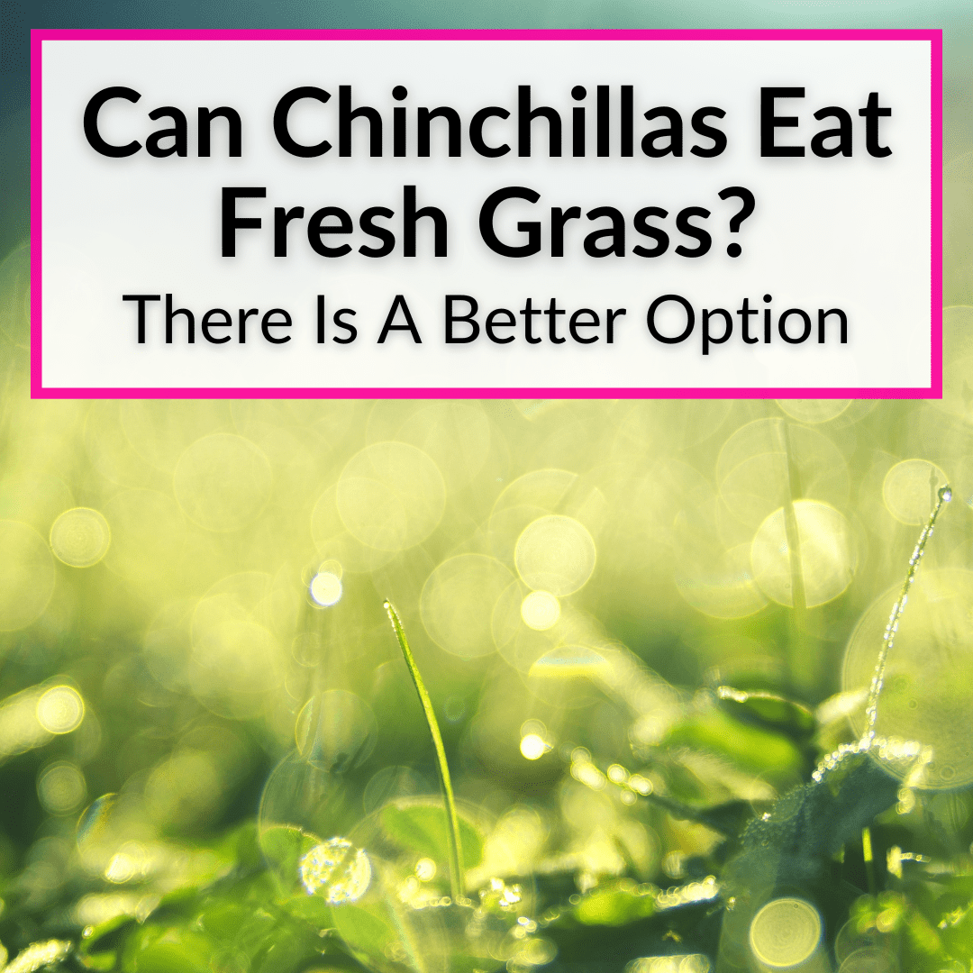 Can Chinchillas Eat Fresh Grass