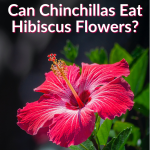 Can Chinchillas Eat Hibiscus Flowers