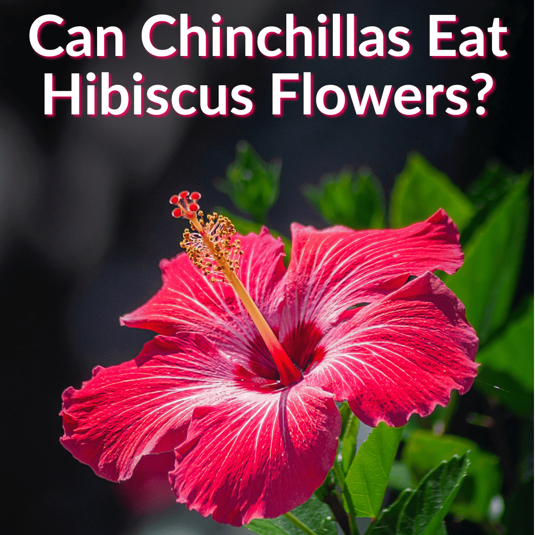 Can Chinchillas Eat Hibiscus Flowers