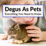 Degus As Pets