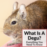 What Is A Degu
