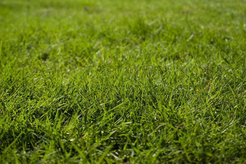 fresh grass for chinchilla