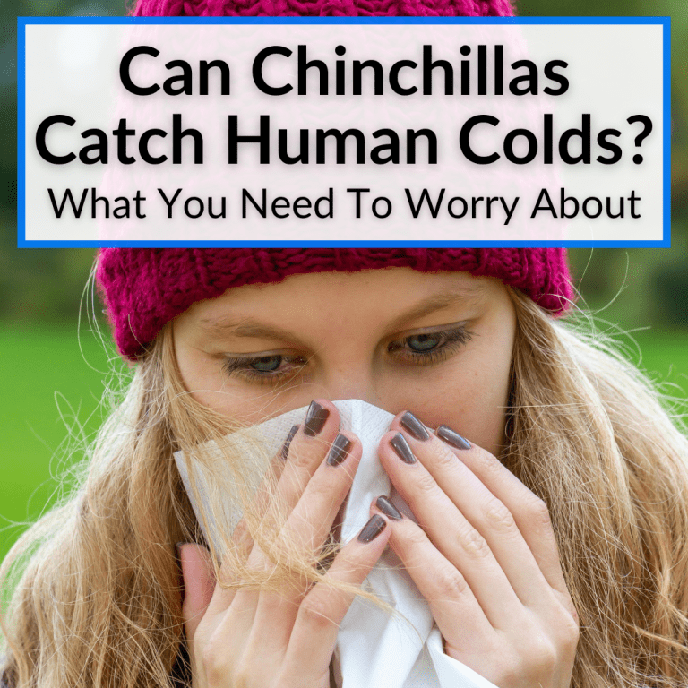 Can Chinchillas Catch Human Colds? (What You Need To Worry About)