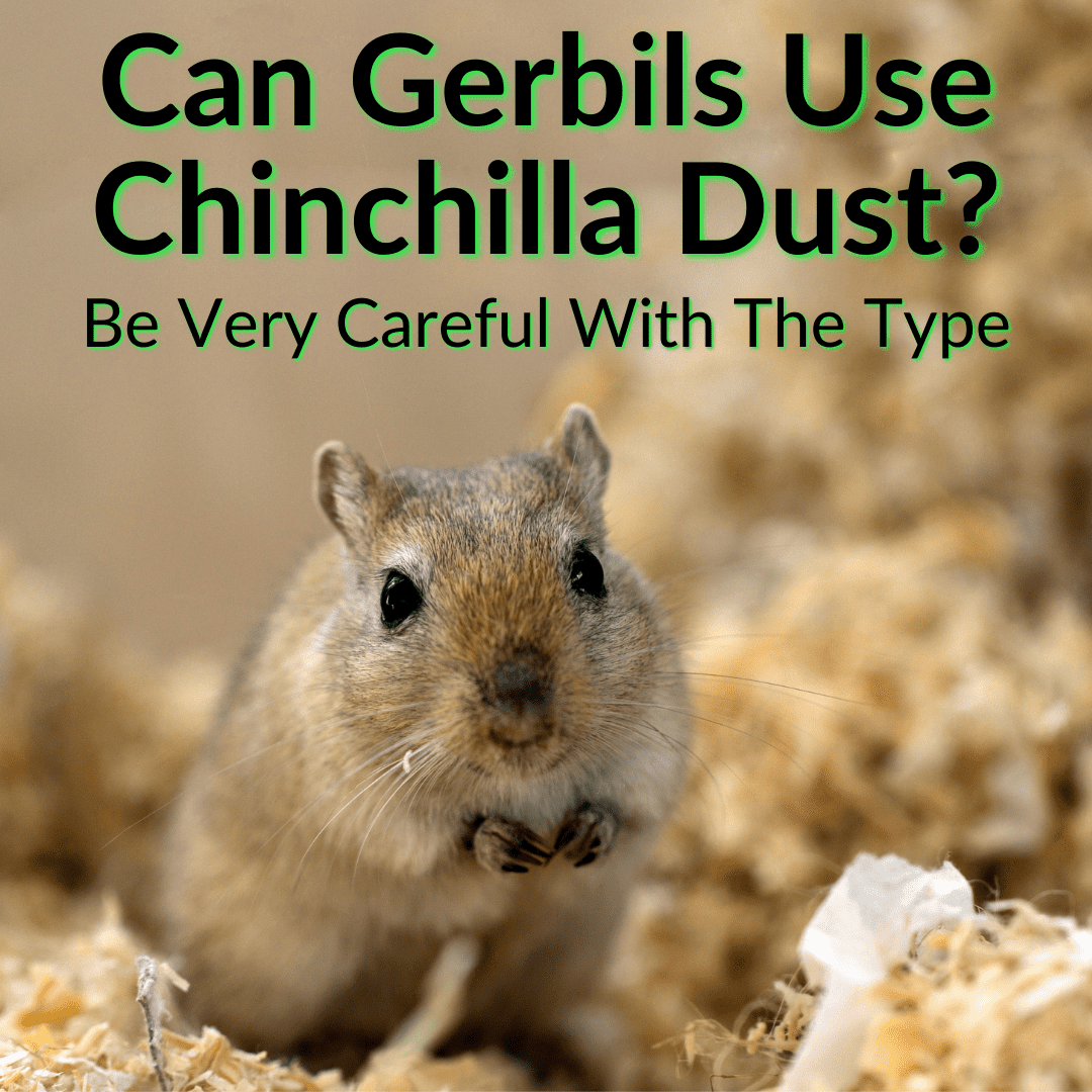 Can Gerbils Use Chinchilla Dust