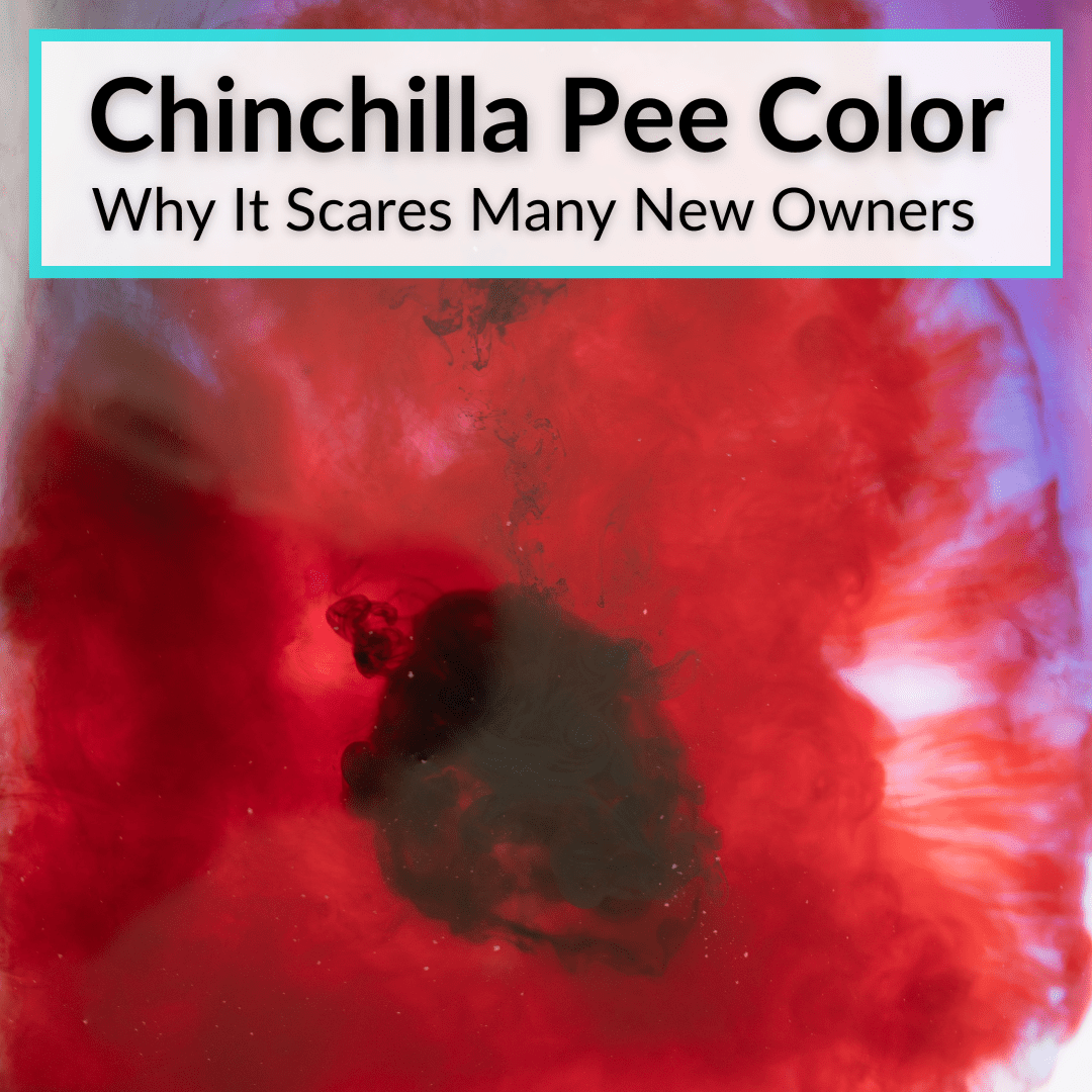 Chinchilla Pee Color
