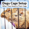 Degu Cage Setup