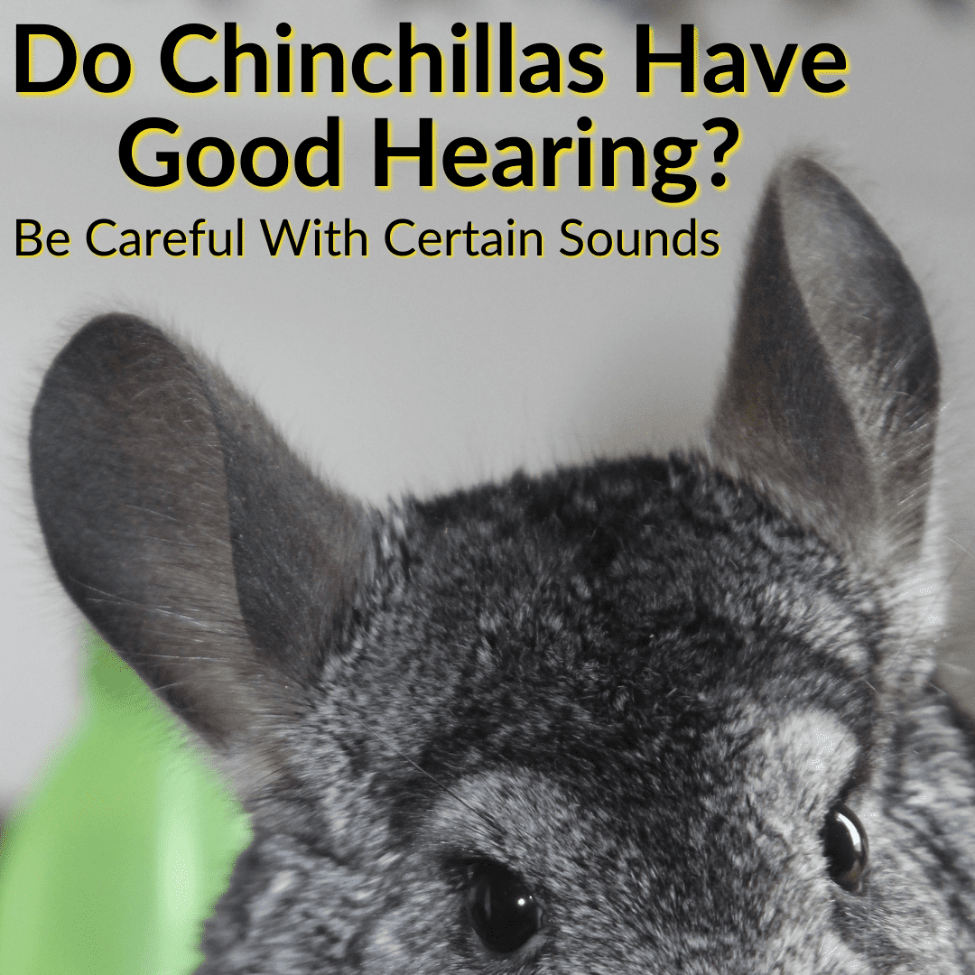 Do Chinchillas Have Good Hearing