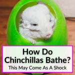How Do Chinchillas Bathe