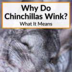 Why Do Chinchillas Wink
