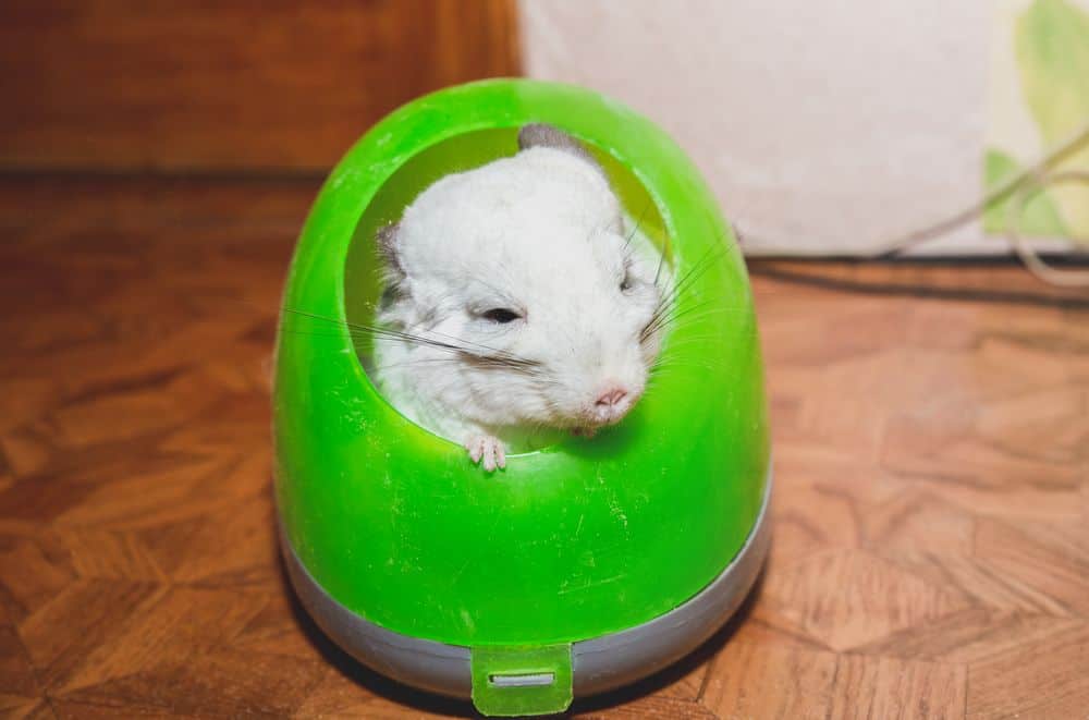 chinchilla does not get wet for bath