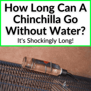 How Long Can A Chinchilla Go Without Water