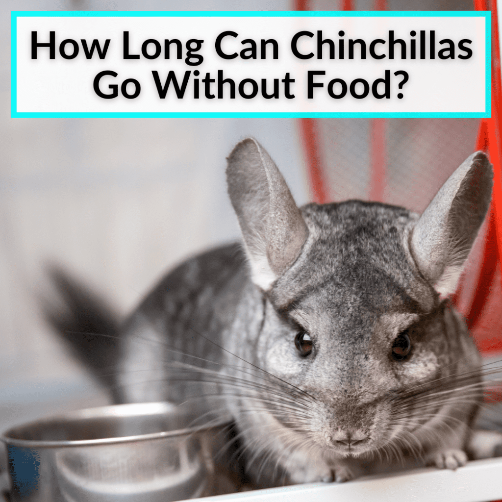 How Long Can Chinchillas Go Without Food? (Not Long At All)