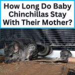 How Long Do Baby Chinchillas Stay With Their Mother