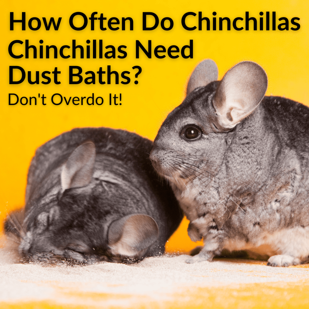 How Often Do Chinchillas Need Dust Baths? (Don't Overdo It!)