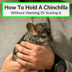 How To Hold A Chinchilla