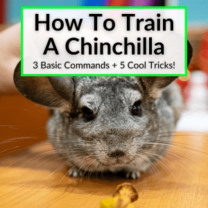 How To Train A Chinchilla